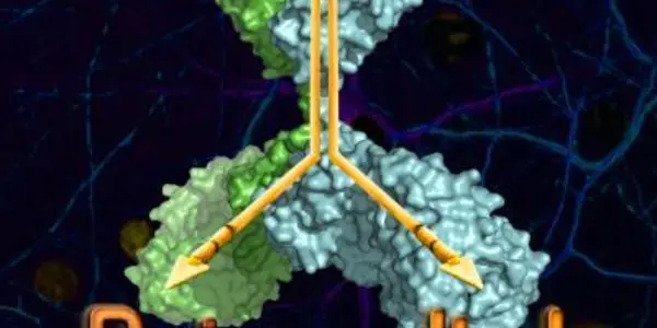 One Molecule To Block Both Pain And Itch