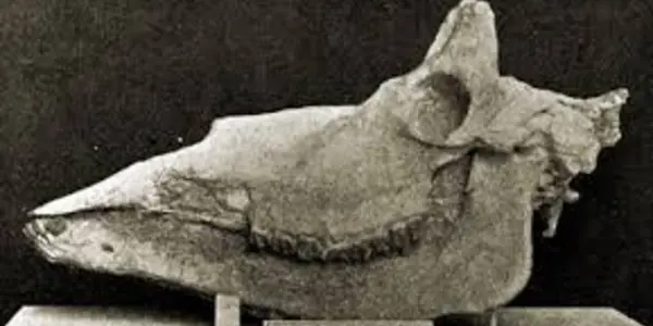 Friday Fossil