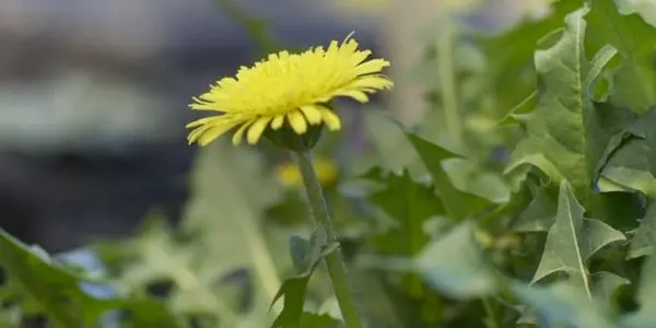 Featured Image
