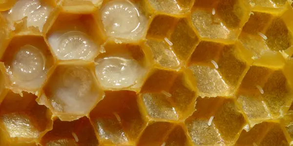 The bee's knees question: What do the years of 992, 1443, 1853, and 1903 have in common?