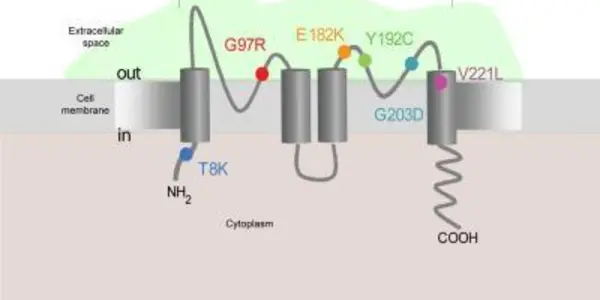 KCNK3 Gene Implicated In Pulmonary Hypertension