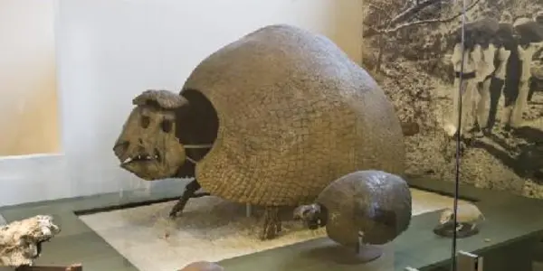 Mysterious Extinct Glyptodonts Are Actually Gigantic Armadillos, Says Their DNA