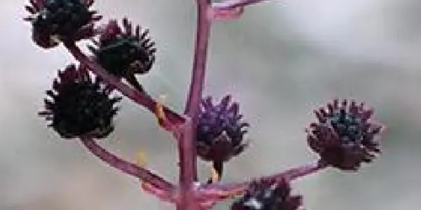 New Plant Species Discovered On Yakushima