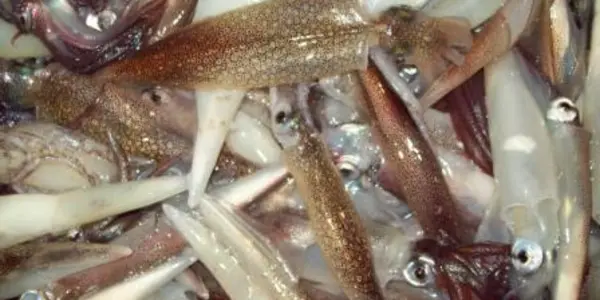 Self-injecting Squid Sperm