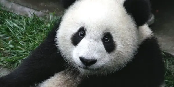 High Extinction Rate Does NOT Mean Imminent Mass Extinction - Truth Behind The Climate Slogan