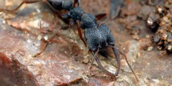 Dracula Ants: Minor Workers Become Queens In Mystrium