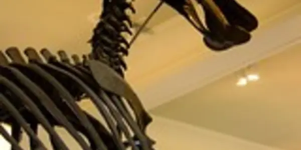 Hell Creek Dinosaur Hunter Found Guilty
