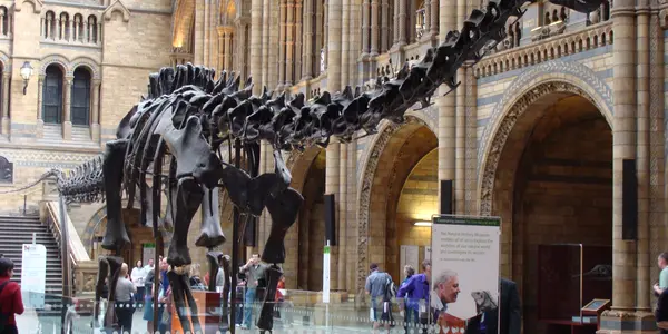 Whale Or Dinosaur At The Natural History Museum?