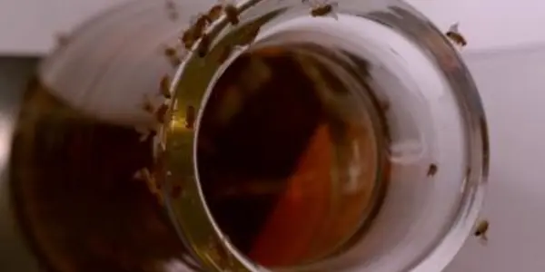 Glycerol Mystery - Why Flies Love Beer