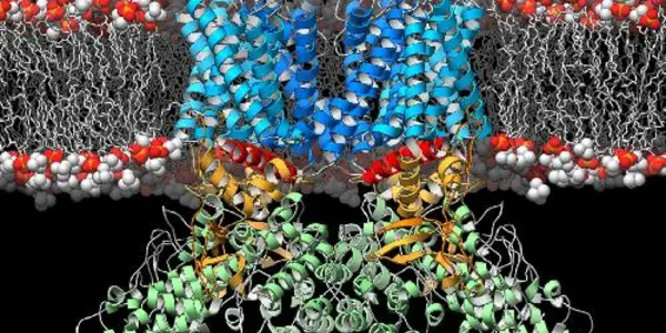 Scientists Discover Blueprint Of Body's Heat Sensor