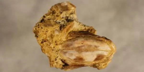 Reidus Hilli: New 100 Million-Year-Old Fish Species Discovered In Texas