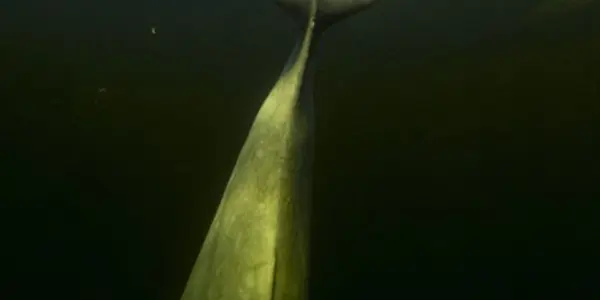 Taming Of The Whales - Sometimes You Have To Get A Little Naked