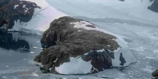 Moss And Microbes Reveal Impact Of Warming Antarctic Peninsula