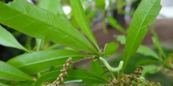 Plant Diversity Implicated In Cankerworm Damage