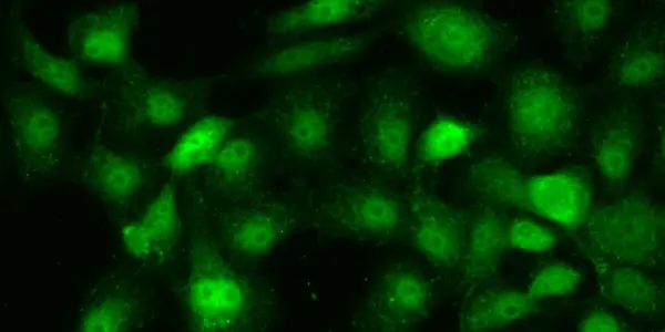 Putting An End To Cancer Pain