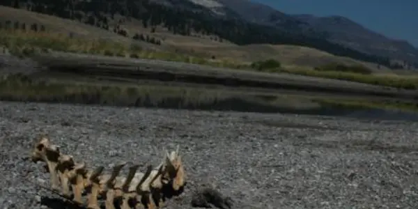 Elk Bones At Yellowstone: A Tale Of Life, Death, And Habitat Use