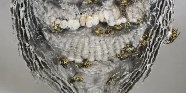 Why Some Insects Kill Their Mothers