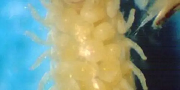 Are Gribble Guts The Secret For Biofuel?