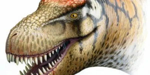 Zhuchengtyrannus Magnus - Long Lost Cousin Of Tyrannosaurus Rex Discovered