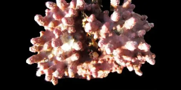 Ocean Acidification Makes Coralline Algae Less Robust