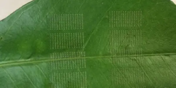 What Do Lasers And Oranges Have In Common? A Possible Cure For Citrus Greening