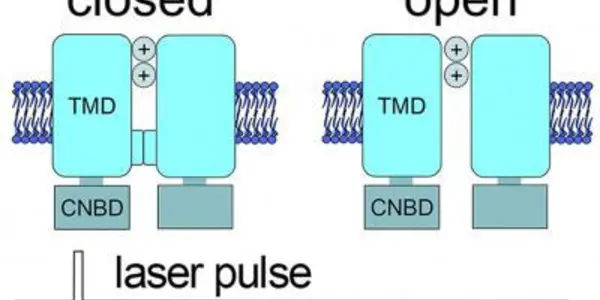 Unstable Singlet Oxygen: A Stable Model For An Unstable Target