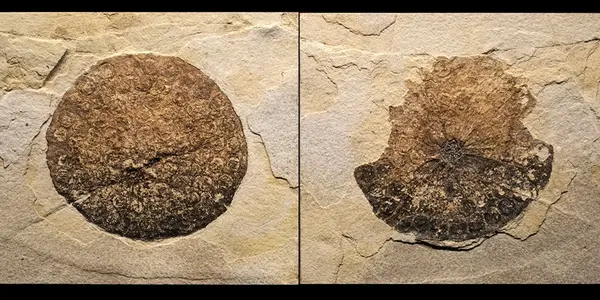 Nelumbo: Thermoregulating In The Eocene