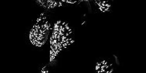 Secrets Of Dark Proteome