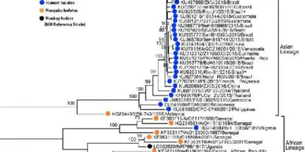 The Genetic Evolution Of Zika Virus