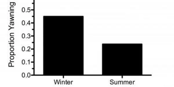 Yawning Cools The Brain? The Thermoregulatory Hypothesis
