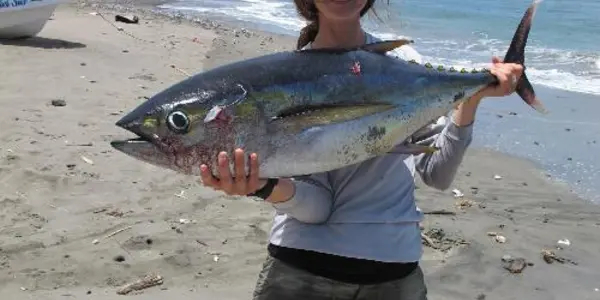 Study Finds Toxic Pollutants In Fish Across The World's Oceans
