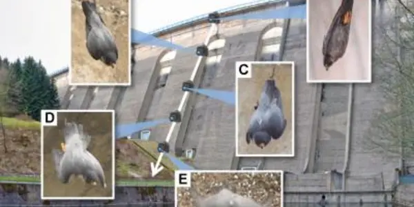 Falconry 101: Put Up Your Flaps During A Dive