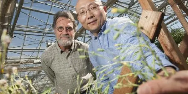 Gene Blocking Lettuce Germination Also Regulates Flowering Time