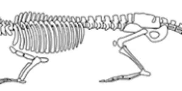 Beware Meta-Studies: An Example From Whale Evolution