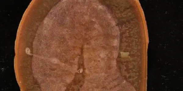 Tully Monster Unmasked