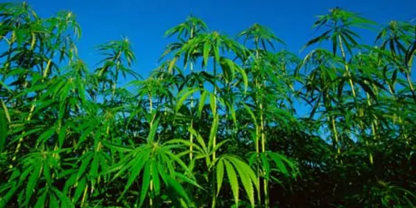 Coffee Combustion In Cannabis Cars? Cool!