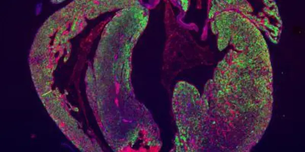 New Study Casts Doubt On Heart Regeneration In Mammals