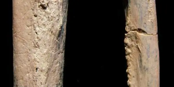 Paranthropus Boisei: A Ruggedly Built, Tree-Climbing Human Ancestor