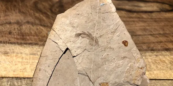McAbee Fossil Beds Re-Open To The Public