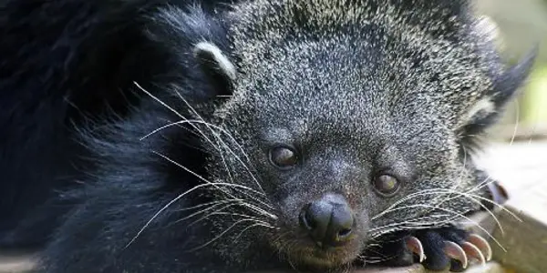 Why Bearcats Smell Like Buttered Popcorn