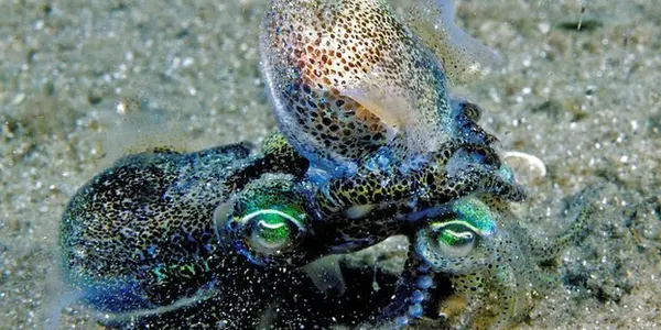 Dumpling Squid Prove Sex Ain't Free