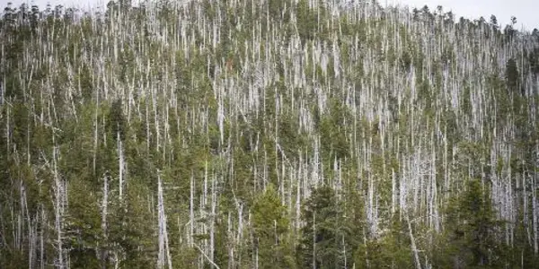 Adaptive Management: Global Warming Will Require New Conservation Models