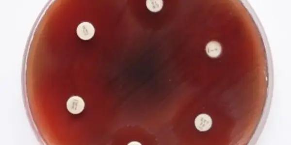 Comeback Of An Abandoned Antibiotic