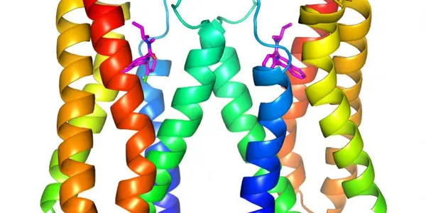 Brain Protein With High Affinity For Valium