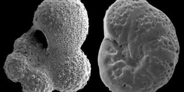 Continental Ice Sheet Didn't Form During Late Cretaceous Period
