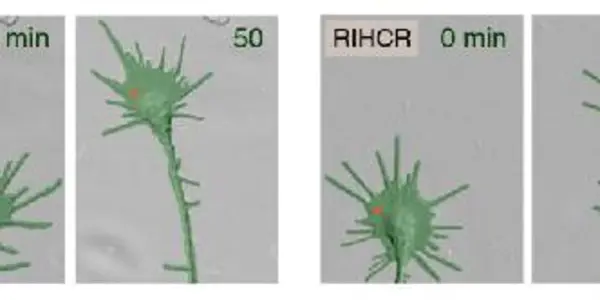 Turn Left! How Myosin-Va Helps Direct Neuron Growth