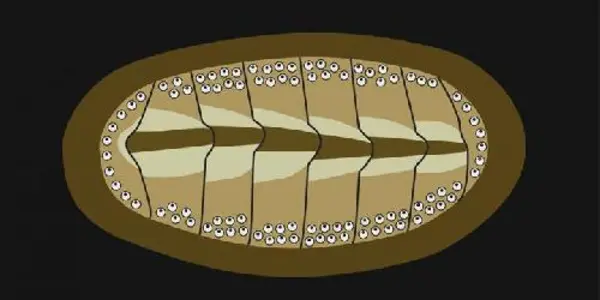 Armor With Eyes