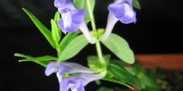 Scientists Discover How Chinese Medicinal Plant Makes Anti-cancer Compound