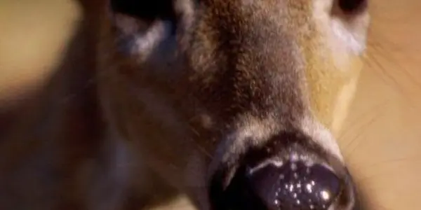 Sorry Duck Dynasty, Deer Hunting Is Going To Help Patients With Diabetes