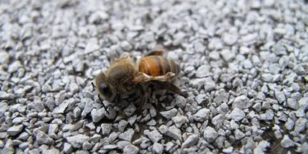 First Multi-year Study Of Honey Bee Parasites And Disease Reveals Troubling Trends